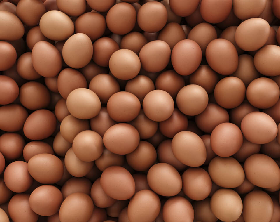 Ilustração Selmi respects animal welfare in egg production